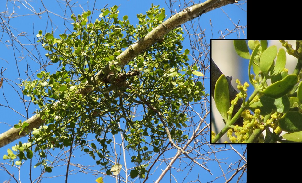 Phoradendron leucocarpum ssp. leucocarpumaka Phoradendron serotinum